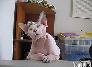 Hairless Sphynx Cat Needs a Nap